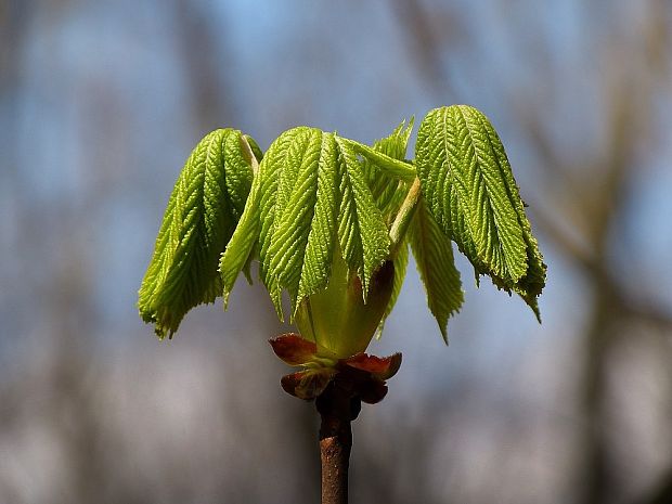 pagaštan konský Aesculus hippocastanum L.