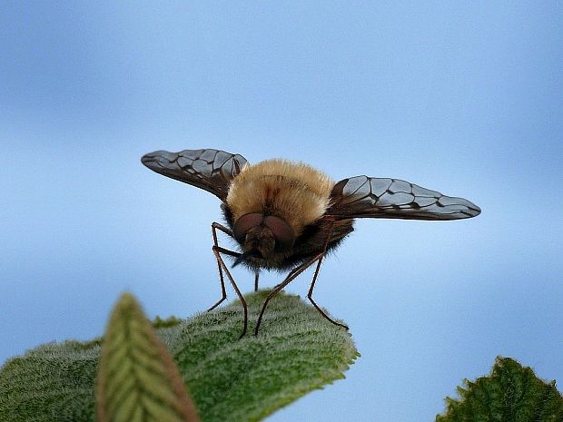 chlpačka hnedoškvrnná Bombylius discolor Mikan, 1796