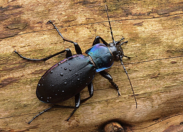 bystruška fialová Carabus violaceus