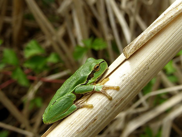 rosnička zelená Hyla arborea