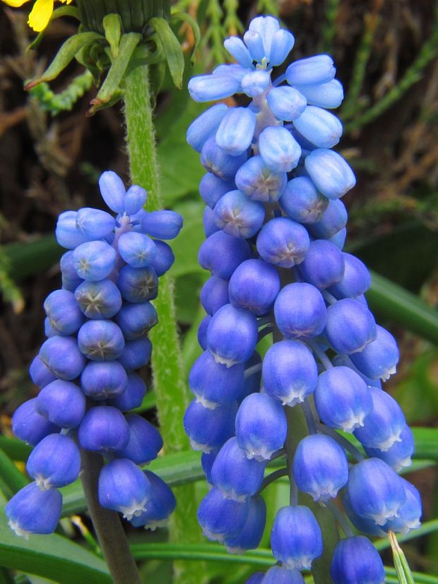 modrica arménska Muscari armeniacum Leichtl. ex Baker