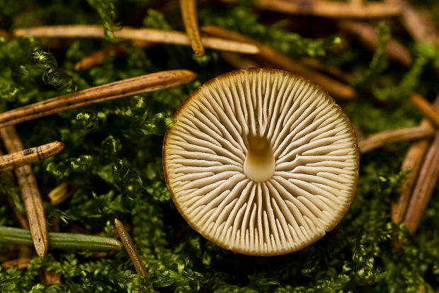 prilbička Mycena sp.