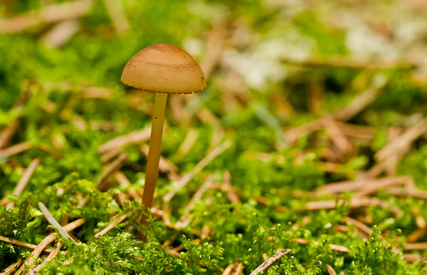 prilbička Mycena sp.