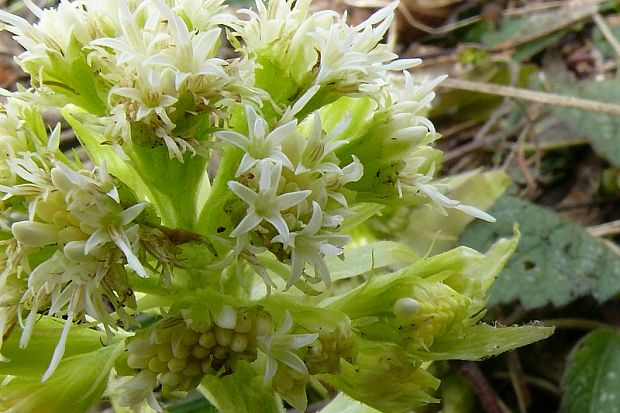 devětsil bílý - devaťsil biely Petasites albus  (L.) P. Gaertn.