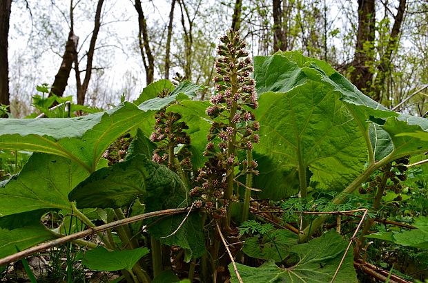 deväťsil lekársky Petasites hybridus (L.) P. Gaertn., B. Mey. et Scherb.