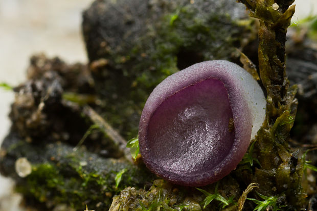 čiaška Peziza sp.