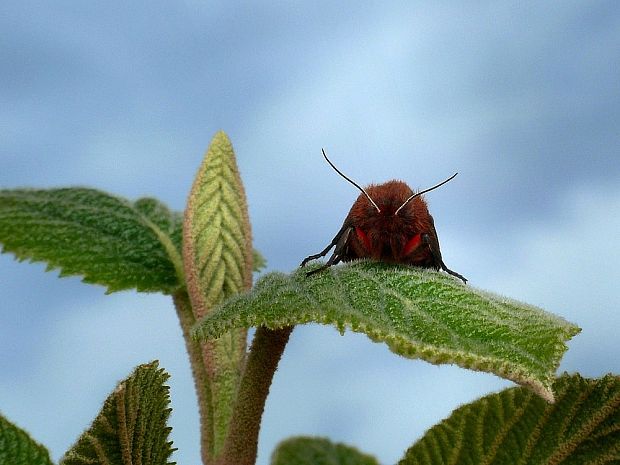 spriadač štiavcový Phragmatobia fuliginosa Linnaeus,1758