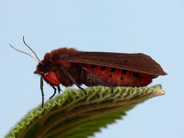 spriadač štiavcový Phragmatobia fuliginosa Linnaeus,1758