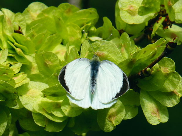 mlynárik kapustový Pieris brassicae