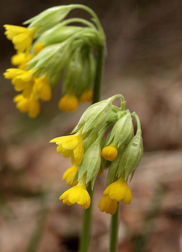 prvosienka jarná Primula veris L.