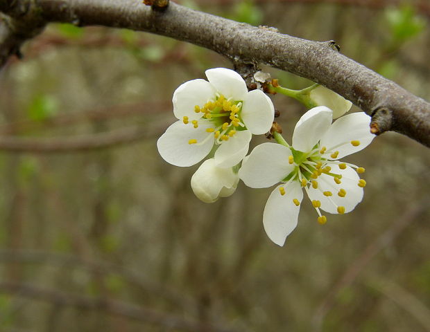 trnka obyčajná Prunus spinosa L.