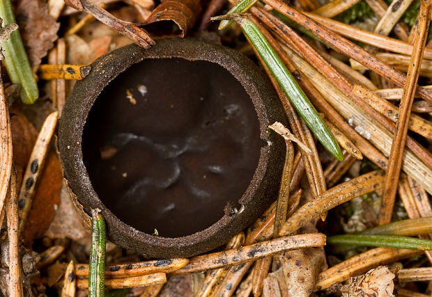 misôčka černastá??? Pseudoplectania nigrella??? (Pers.) Fuckel