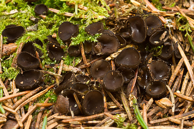 misôčka černastá??? Pseudoplectania nigrella??? (Pers.) Fuckel