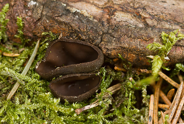 misôčka černastá??? Pseudoplectania nigrella??? (Pers.) Fuckel