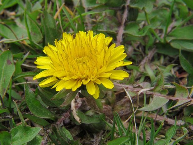 púpava lekárska Taraxacum officinale (L.) Weber ex F.H.Wigg