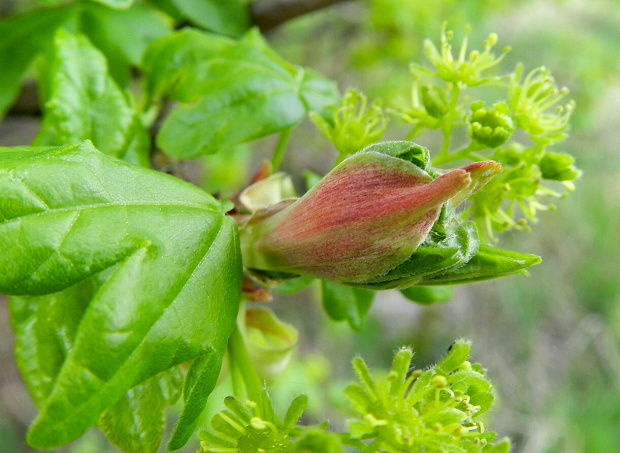 javor poľný Acer campestre L.