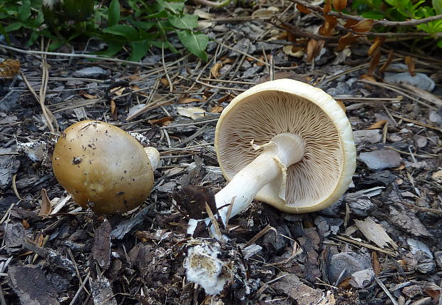 poľnička včasná Agrocybe praecox (Pers.) Fayod