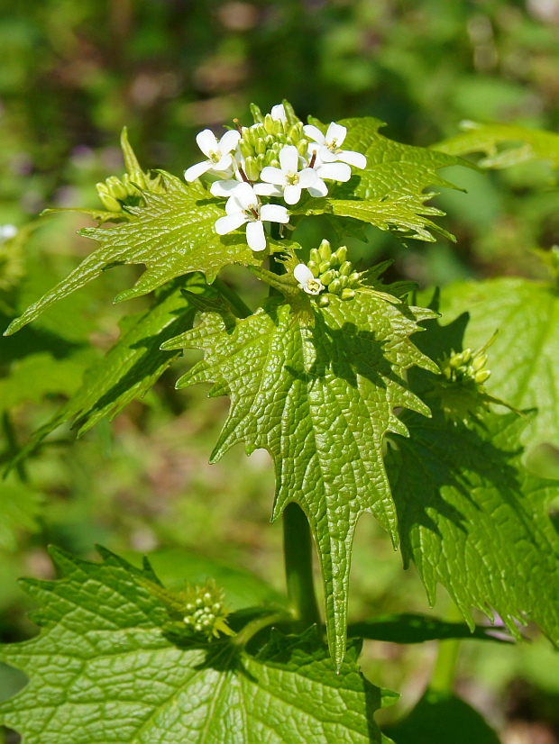 cesnačka lekárska Alliaria petiolata (M. Bieb.) Cavara et Grande