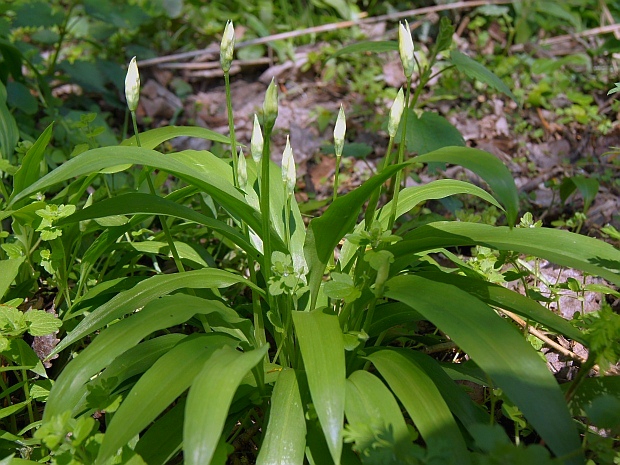 cesnak medvedí Allium ursinum L.