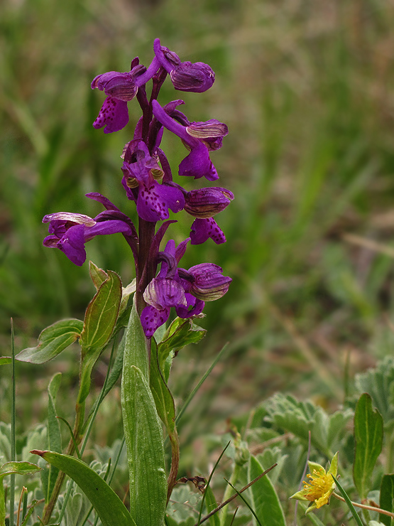 červenohlav obyčajný Anacamptis morio (L.) R. M. Bateman, A. M. Pringeon & M. W. Chase