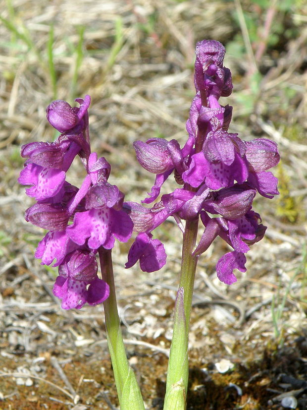 červenohlav obyčajný Anacamptis morio (L.) R. M. Bateman, A. M. Pringeon & M. W. Chase