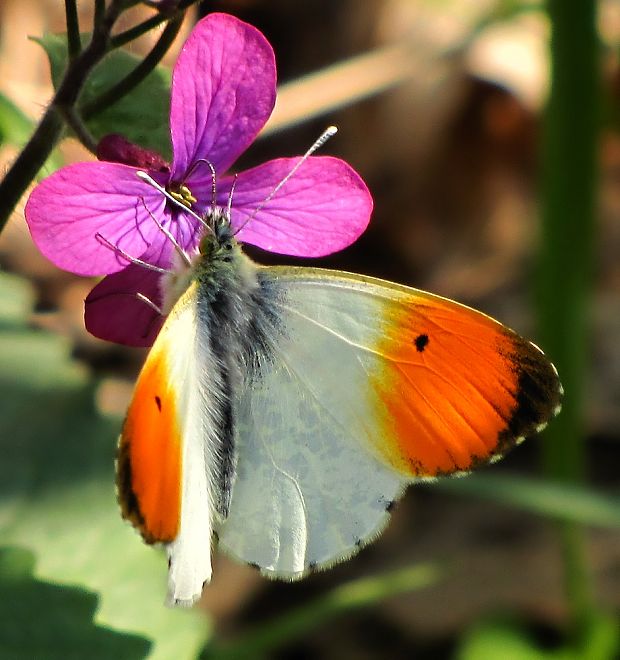 mlynárik žeruchový Anthocharis cardamines