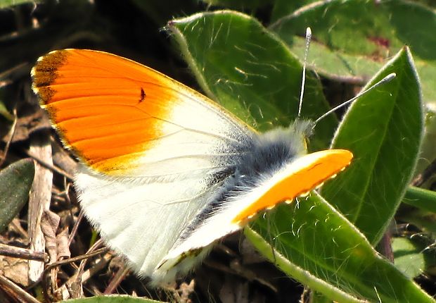 mlynárik žeruchový Anthocharis cardamines