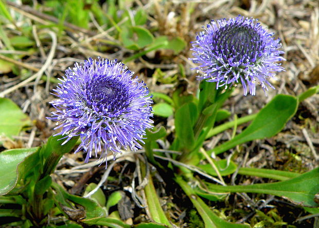 guľôčka bodkovaná Globularia punctata Lapeyr.