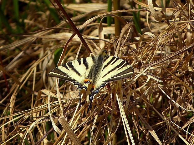 vidlochvost ovocný Iphiclides podalirius Linnaeus, 1758