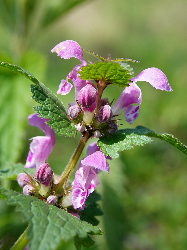 hluchavka škvrnitá Lamium maculatum L.