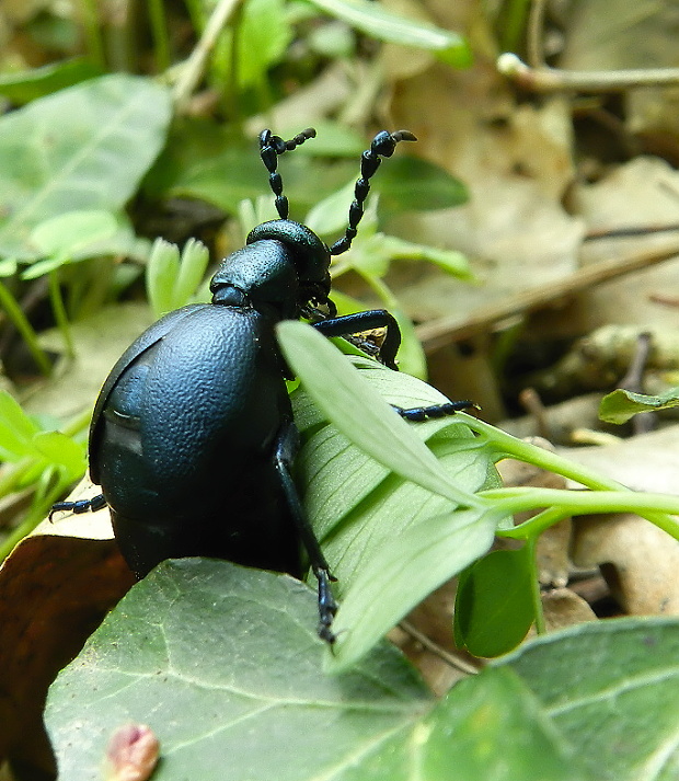 májka fialová Meloe violaceus