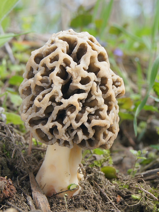 smrčok jedlý Morchella esculenta (L.) Pers.