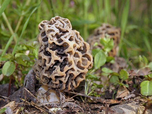 smrčok jedlý Morchella esculenta (L.) Pers.