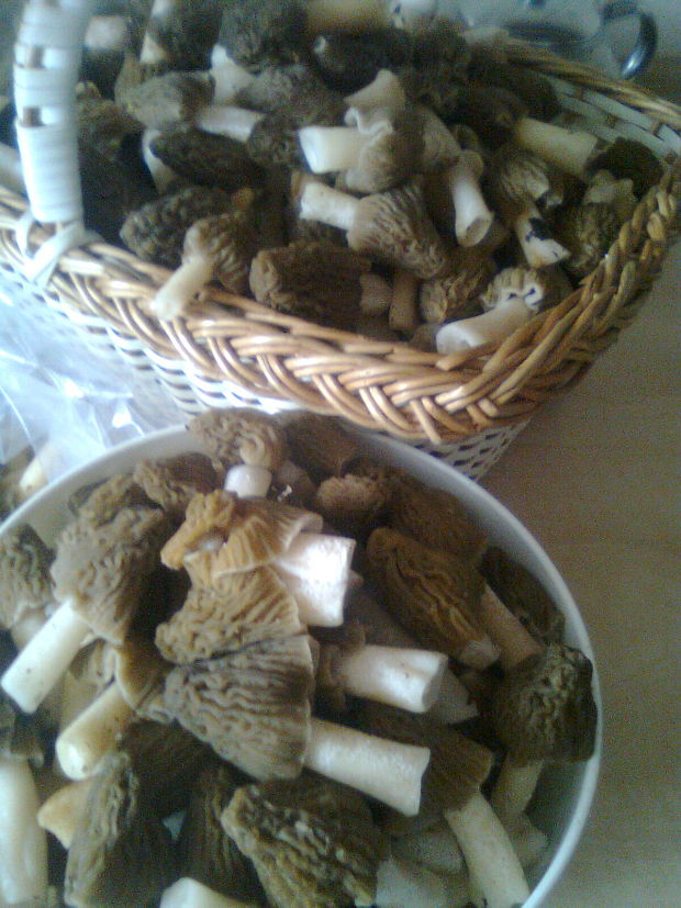 smrčok jedlý Morchella esculenta (L.) Pers.