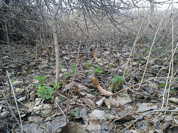 smrčok jedlý Morchella esculenta (L.) Pers.