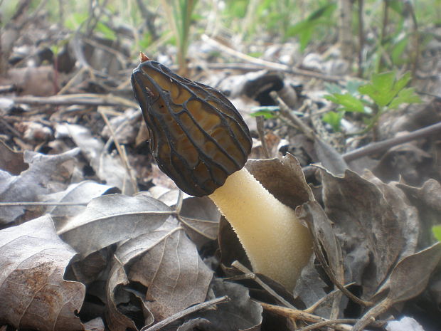 smrčok hybridný Morchella semilibera DC.