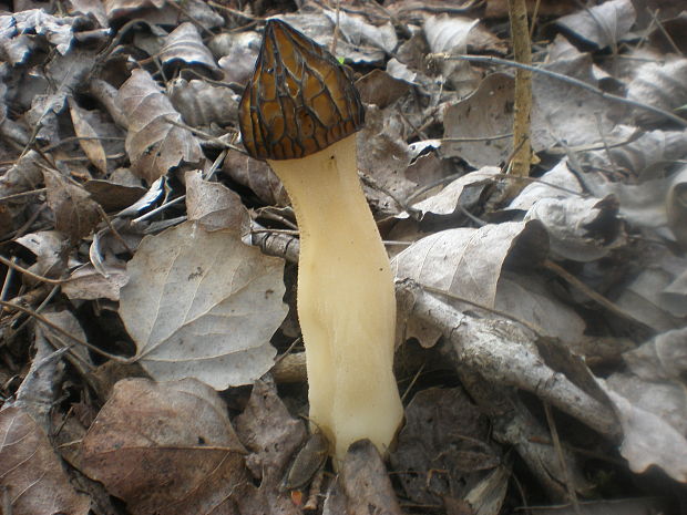 smrčok hybridný Morchella semilibera DC.