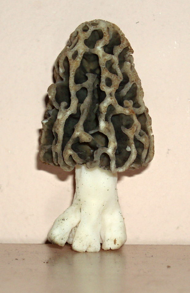 smrčok Morchella sp.