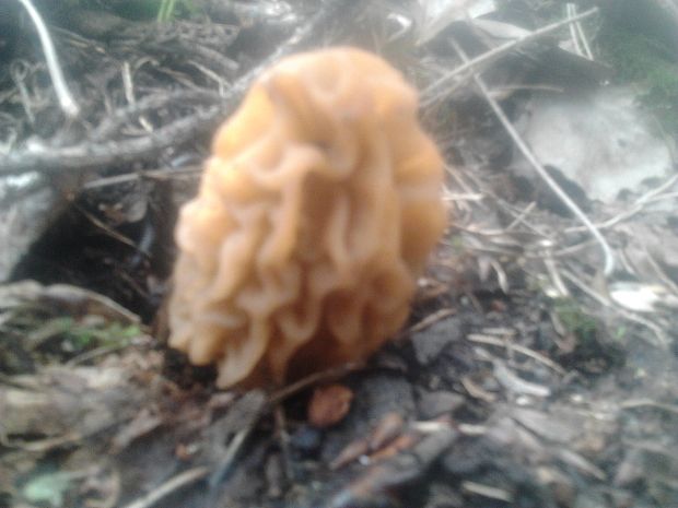 smrčok Morchella sp.