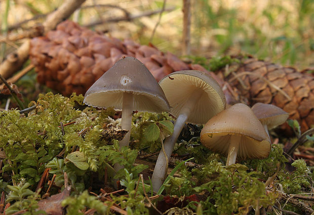 prilbička šišková Mycena strobilicola J. Favre & Kühner