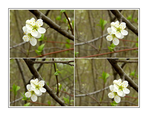 trnka obyčajná Prunus spinosa L.