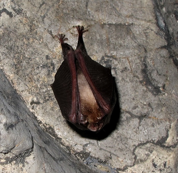 podkovár malý Rhinolophus hipposideros