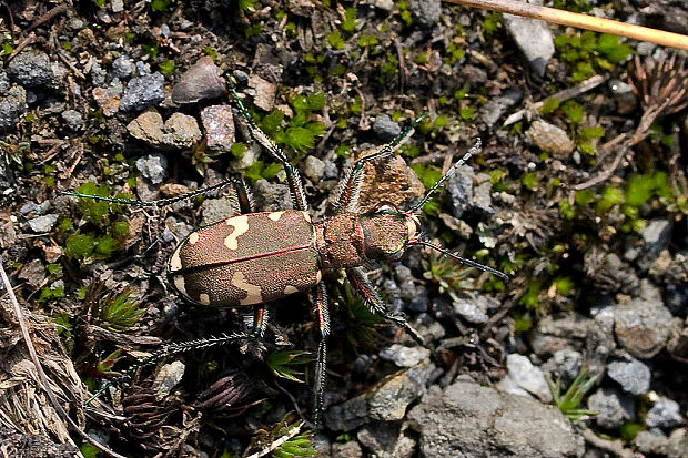 svižník lesný Cicindela sylvicola