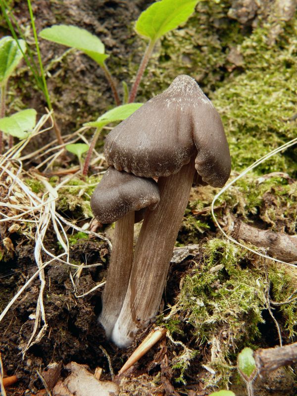 hodvábnica Entoloma sp.