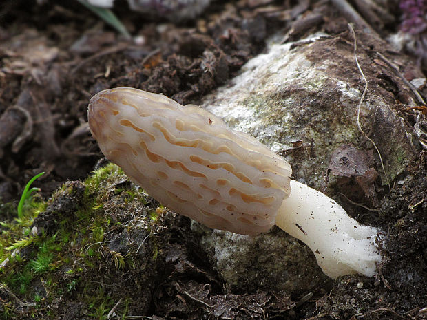 smrčok kužeľovitý Morchella conica Pers.