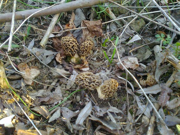 smrčok Morchella sp.