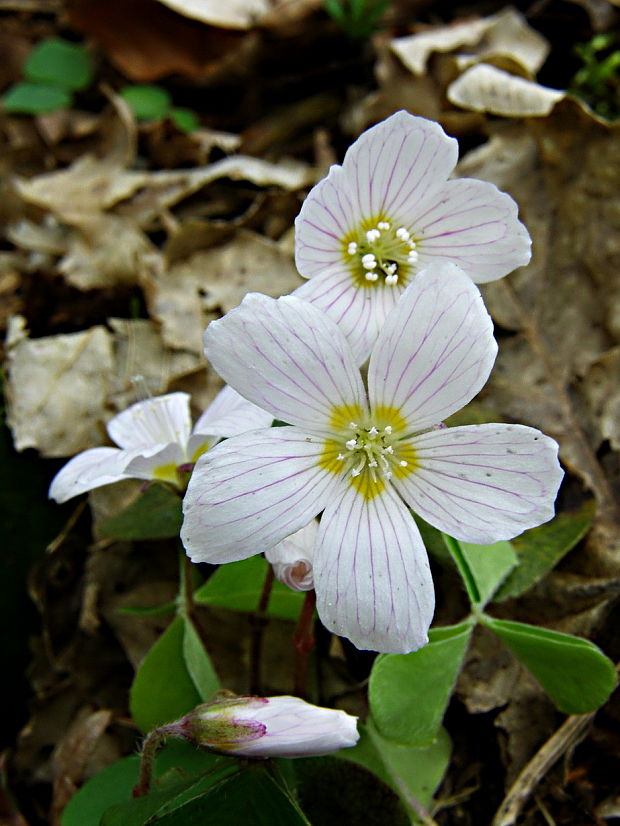 kyslička obyčajná Oxalis acetosella L.