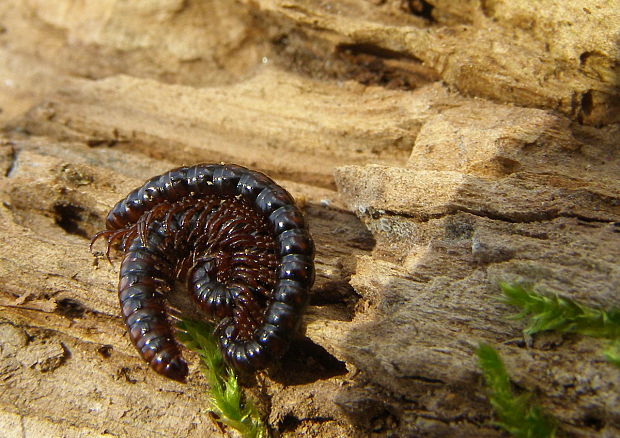 mnohonôžka Oxidus gracilis.