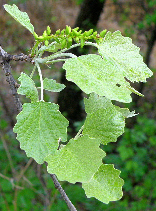 topoľ sivý  Populus × canescens (Aiton) Sm.