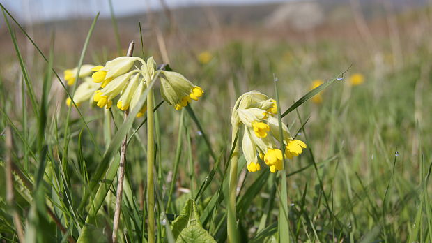 prvosienka jarná Primula veris L.